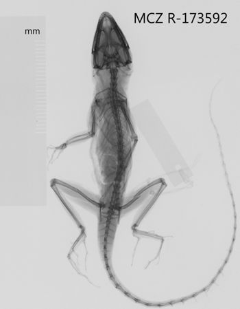 Media type: image;   Herpetology R-173592 Aspect: dorsoventral x-ray